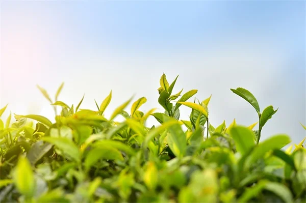 Ozempic and Fertility: What You Need to Know Before Trying to Conceive